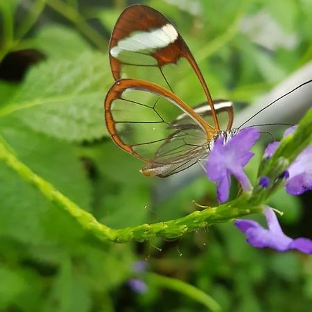 The Butterflies Wood House Villa Reshafim Buitenkant foto