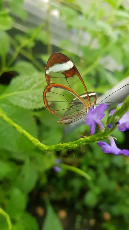 The Butterflies Wood House Villa Reshafim Buitenkant foto